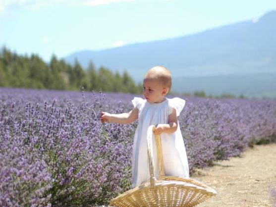 {Photo: mtshastalavendarfarms.com}